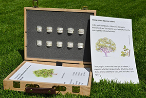 A set of visual, tactile and olfactive plant cards