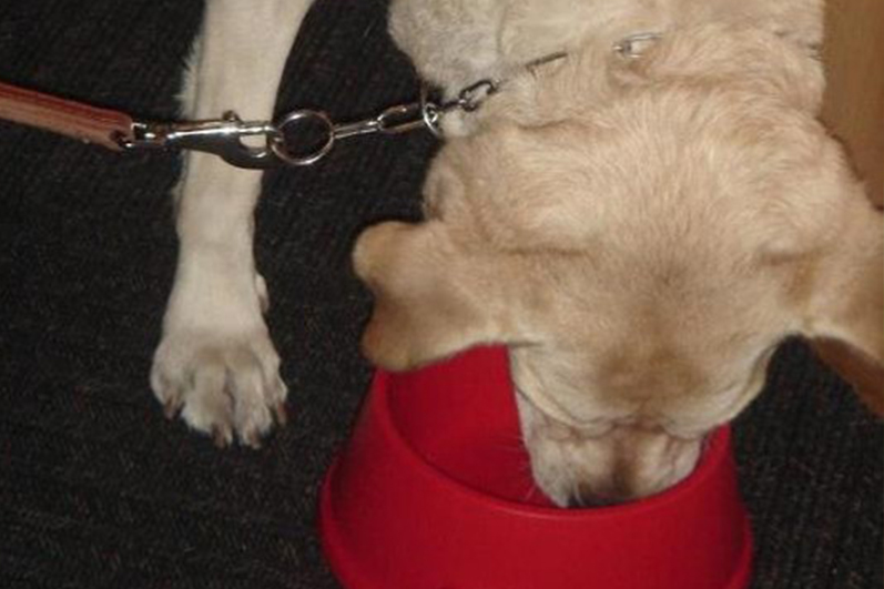 A guide dog drinking out of a bowl